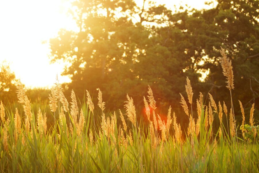 5 Ways to Enjoy a Healthy Summer | MotionGrey