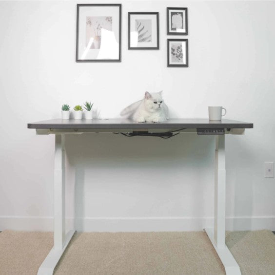 Standing Desk vs. Standing Desk Converter: Which One is Right for You?