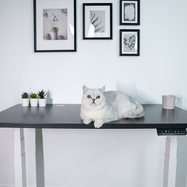 Dual motor store standing desk